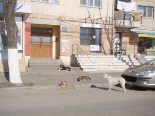 Primăria Mangalia plănuieşte să construiască un adăpost pentru câini